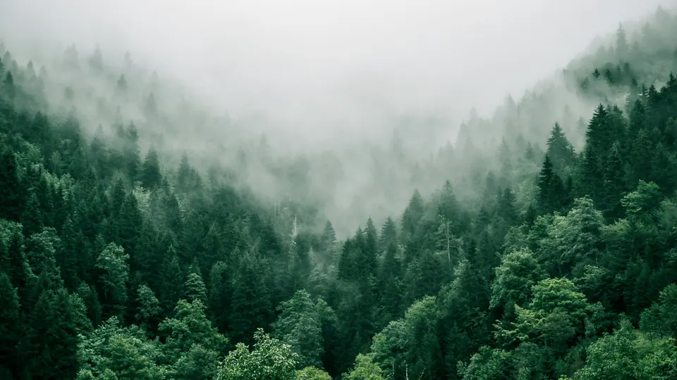 Nebel zieht durch einen dicht bewaldeten Berghang