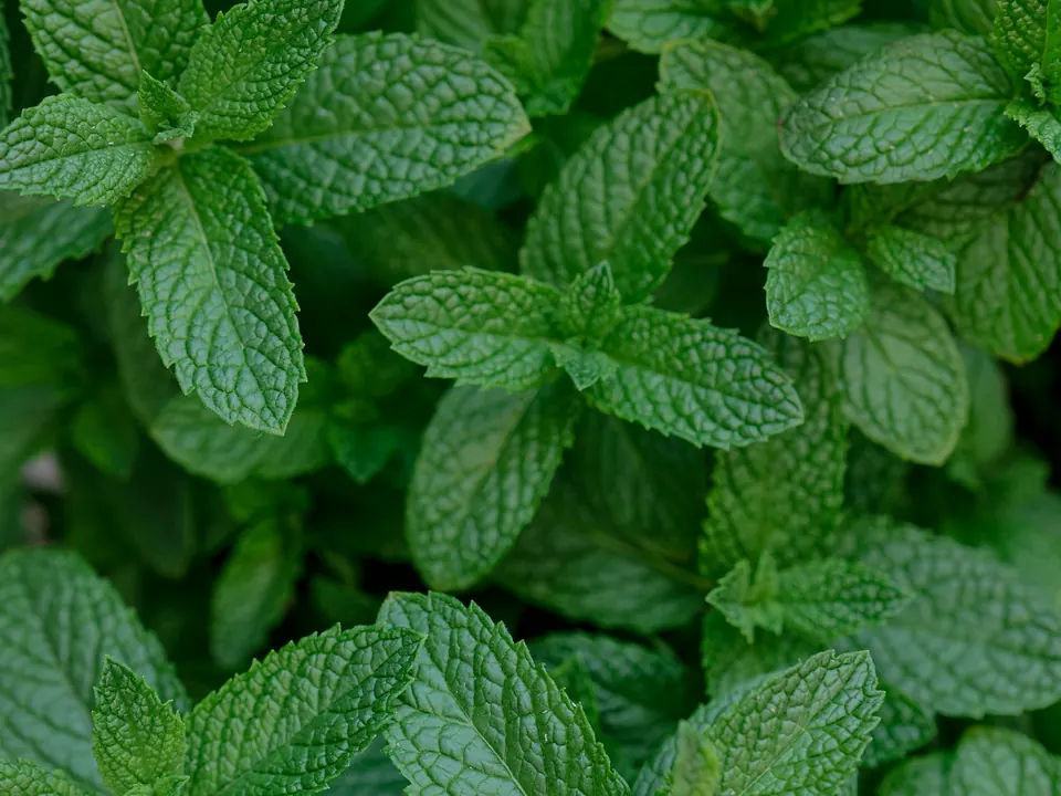 Frische Minze mit hellgrünen Blattspitzen